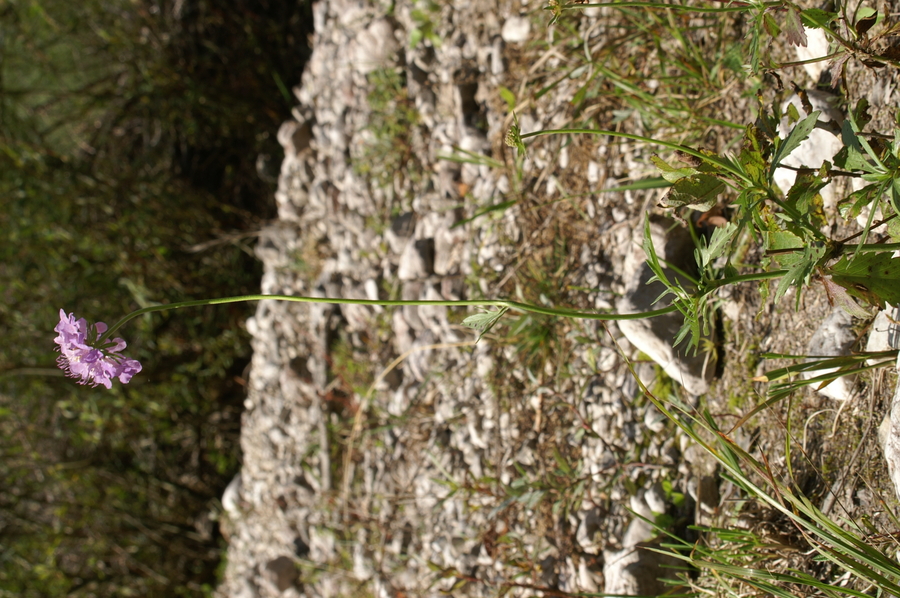Bleščeči grintavec (<i>Scabiosa lucida ssp. lucida</i>), Krnica (Kr. gora), 2007-09-15 (Foto: Benjamin Zwittnig)