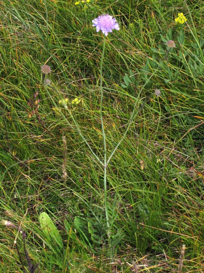 Bleščeči grintavec (<i>Scabiosa lucida ssp. stricta</i>), Porezen, 2013-07-05 (Foto: Boris Gaberšček)