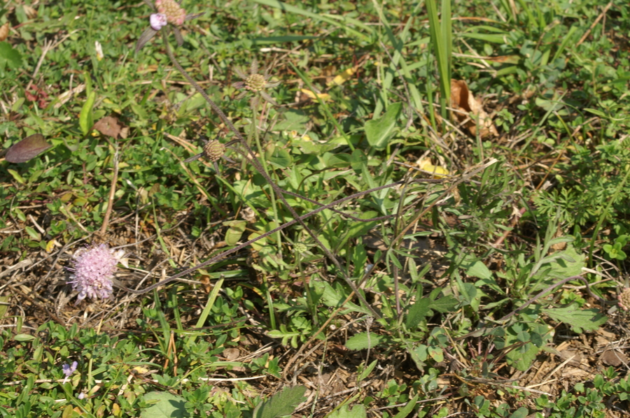 Poljski grintavec (<i>Scabiosa triandra</i>), Setnica, 2007-09-16 (Foto: Benjamin Zwittnig)
