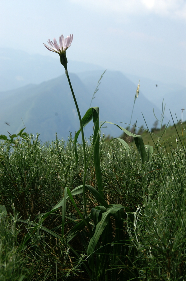 Rožnati kačjak (<i>Scorzonera rosea</i>), Črna prst, 2010-07-03 (Foto: Benjamin Zwittnig)