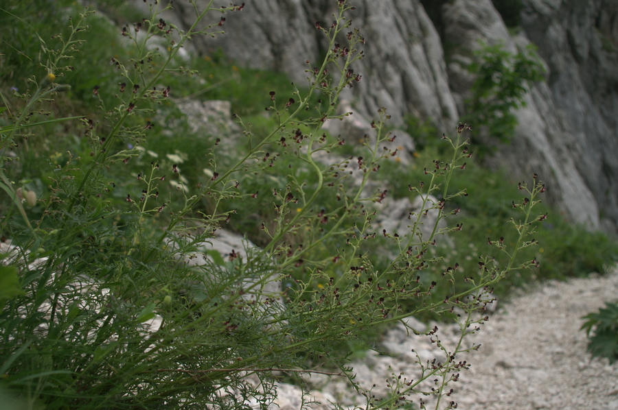 Jurska črnobina (<i>Scropularia juratensis</i>), Kokrško sedlo, 2007-06-21 (Foto: Benjamin Zwittnig)