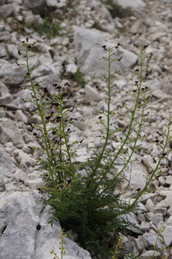 Jurska črnobina (<i>Scropularia juratensis</i>), Krnica (Kanin), 2013-07-25 (Foto: Benjamin Zwittnig)