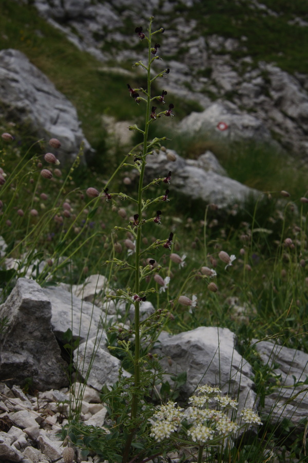 Jurska črnobina (<i>Scropularia juratensis</i>), Krnica (Kanin), 2013-07-25 (Foto: Benjamin Zwittnig)