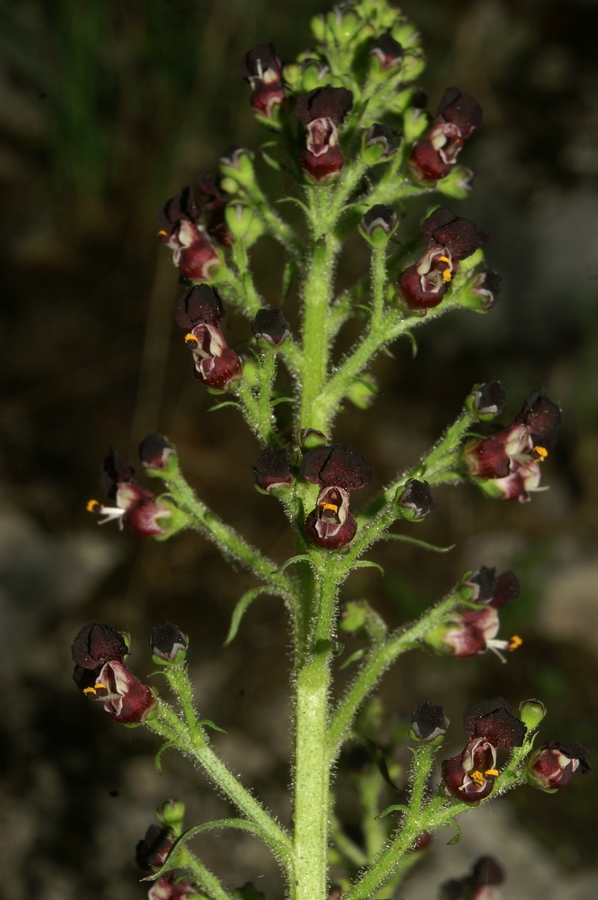 Jurska črnobina (<i>Scropularia juratensis</i>), Vršič, 2006-05-27 (Foto: Benjamin Zwittnig)