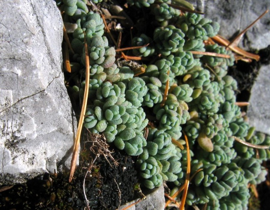 Dlakavolistna homulica (<i>Sedum dasyphyllum</i>), zahodno pobočje Kočne nad Zg. Kokra (Kamniške Alpe), 2008-10-18 (Foto: Boris Gaberšček)