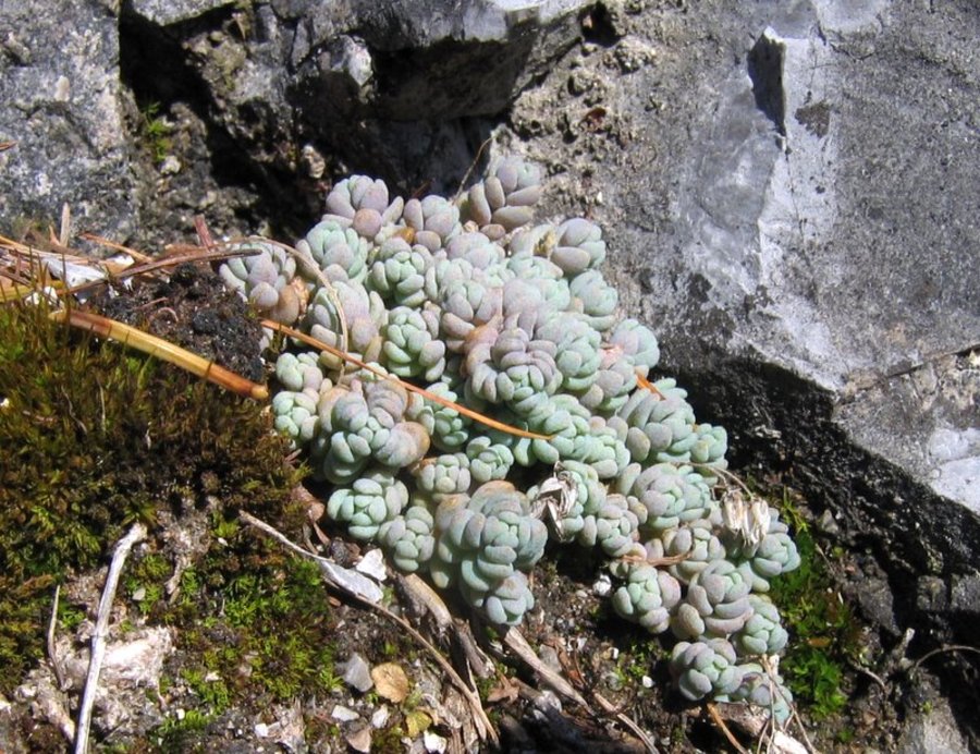 Dlakavolistna homulica (<i>Sedum dasyphyllum</i>), zahodno pobočje Kočne nad Zg. Kokra (Kamniške Alpe), 2008-10-18 (Foto: Boris Gaberšček)