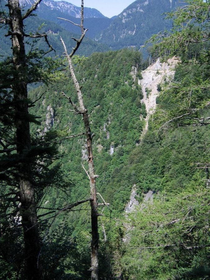 Dlakavolistna homulica (<i>Sedum dasyphyllum</i>), zahodno pobočje Kočne nad Zg. Kokra (Kamniške Alpe), 2009-06-19,    Pogled na rastišče (Foto: Boris Gaberšček)