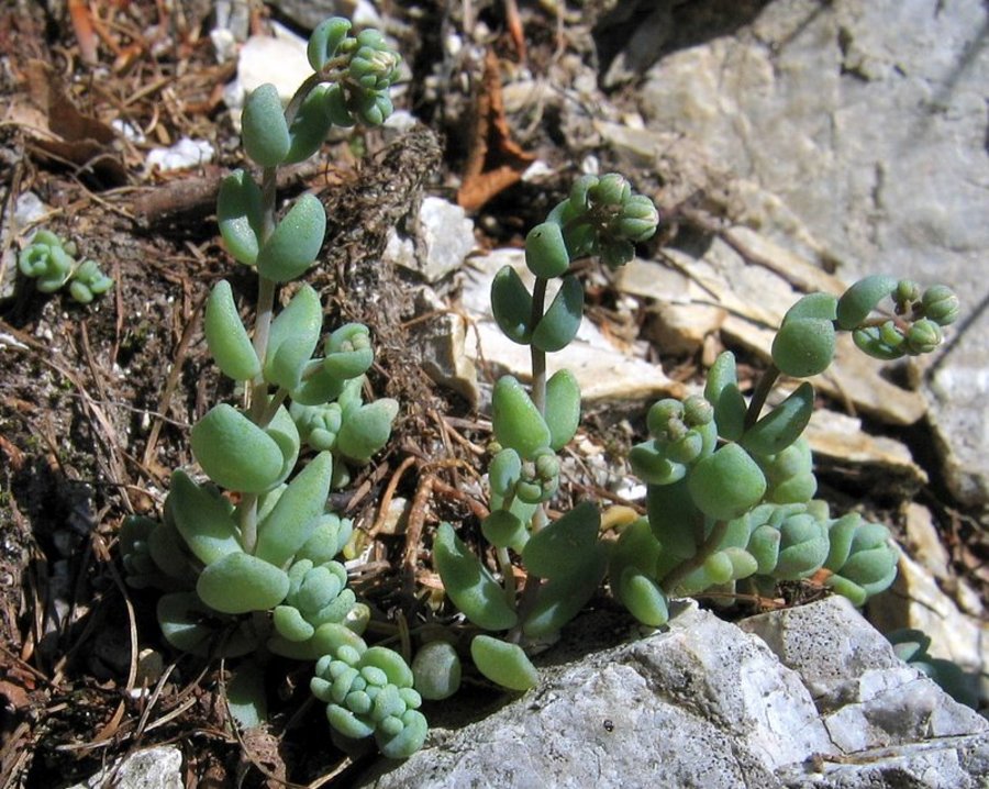 Dlakavolistna homulica (<i>Sedum dasyphyllum</i>), zahodno pobočje Kočne nad Zg. Kokra (Kamniške Alpe), 2009-06-19 (Foto: Boris Gaberšček)