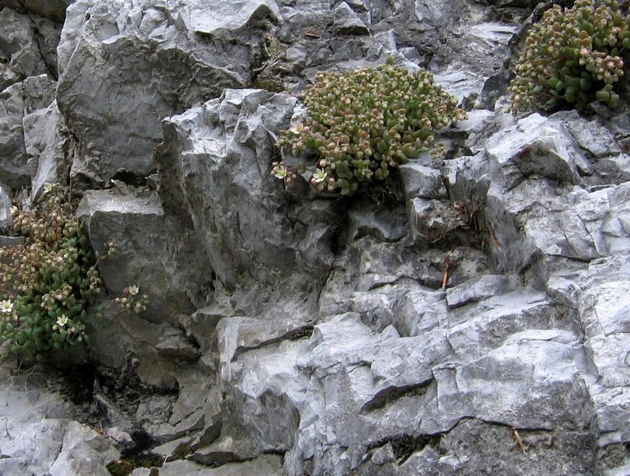 Dlakavolistna homulica (<i>Sedum dasyphyllum</i>), zahodno pobočje Kočne nad Zg. Kokra (Kamniške Alpe), 2009-07-04 (Foto: Boris Gaberšček)