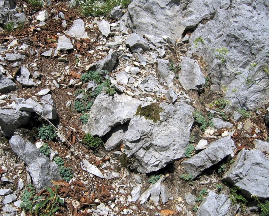 Dlakavolistna homulica (<i>Sedum dasyphyllum</i>), zahodno pobočje Kočne nad Zg. Kokra (Kamniške Alpe), 2009-06-19,    Pod steno na vzhodnem delu rastišča (Foto: Boris Gaberšček)