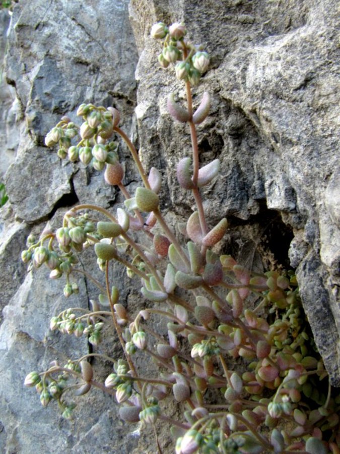 Dlakavolistna homulica (<i>Sedum dasyphyllum</i>), jugozahodno pobočje pod Vošco (Karavanke), 2011-07-12 (Foto: Boris Gaberšček)