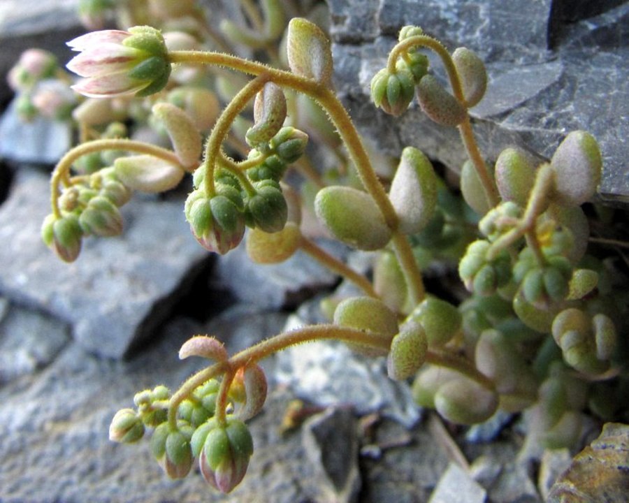 Dlakavolistna homulica (<i>Sedum dasyphyllum</i>), jugozahodno pobočje pod Vošco (Karavanke), 2011-07-12,    Rastlina z dlakavimi najvišjimi listi na cvetnem steblu (Foto: Boris Gaberšček)
