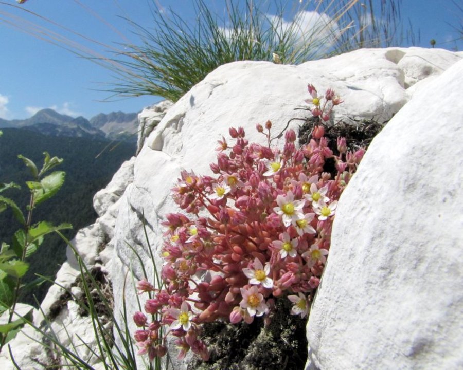 Dlakavolistna homulica (<i>Sedum dasyphyllum</i>), Orlič nad Komarčo (Julijske alpe), 2010-07-14 (Foto: Boris Gaberšček)