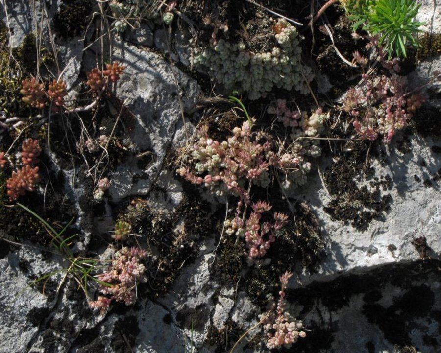 Dlakavolistna homulica (<i>Sedum dasyphyllum</i>), Sv. Križ (okolica Mozirja), 2011-07-08,    Rastline ob stezi pod anteno (Foto: Boris Gaberšček)