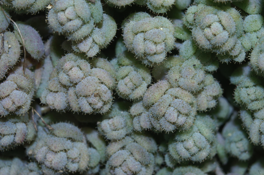 Dlakavolistna homulica (<i>Sedum dasyphyllum</i>), Podpeč (kraški rob), 2007-04-28 (Foto: Benjamin Zwittnig)