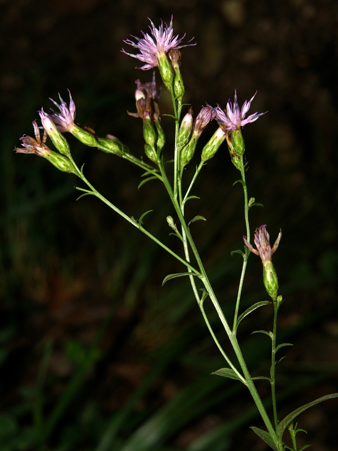 Barvilna mačina (<i>Serratula tinctortia ssp. tinctoria</i>), Grmada/Šmarna gora, 2008-09-14 (Foto: Benjamin Zwittnig)