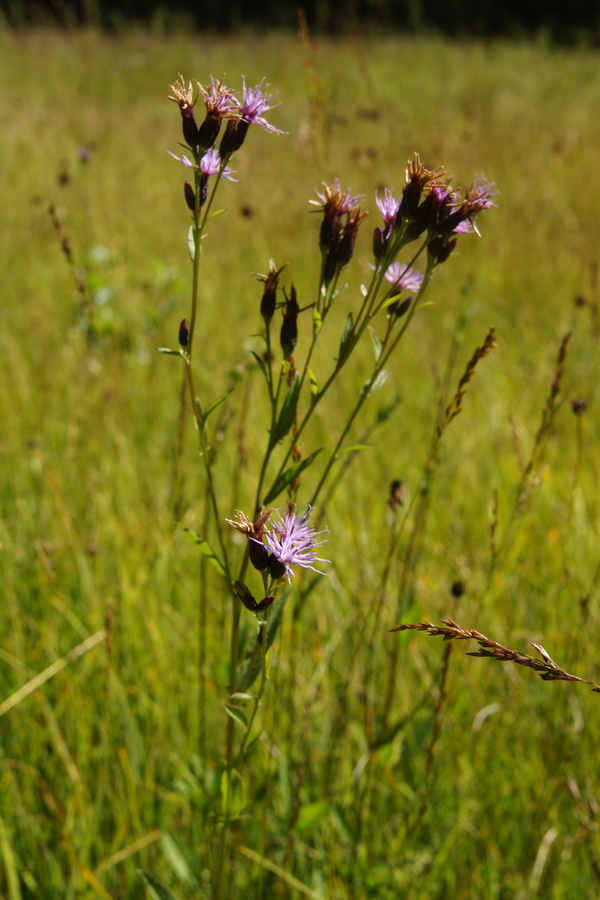Barvilna mačina (<i>Serratula tinctortia ssp. tinctoria</i>), Bloško jezero, 2013-07-31 (Foto: Benjamin Zwittnig)