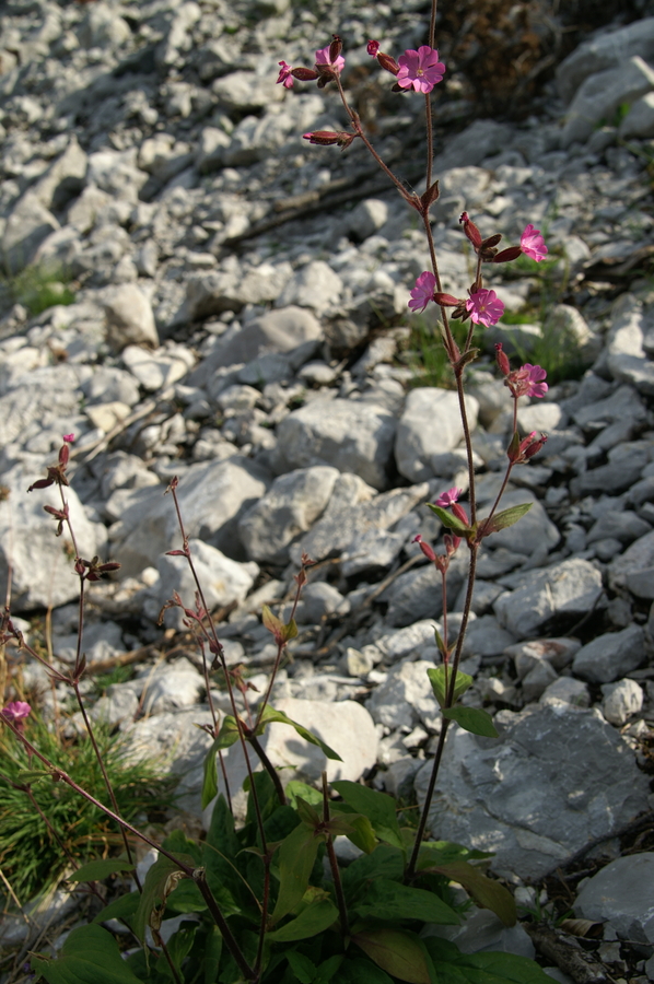 Rdeči slizek (<i>Silene dioica</i>), Zelenica, 2009-08-02 (Foto: Benjamin Zwittnig)