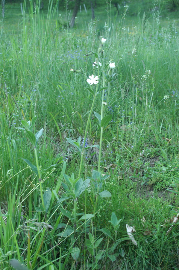 Beli slizek (<i>Silene latifolia</i>), Čolnišče II, 2008-05-04 (Foto: Benjamin Zwittnig)