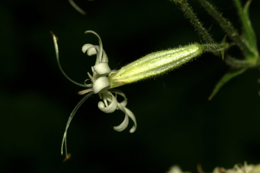 Kimasta lepnica (<i>Silene nutans ssp. nutans</i>), Polhov Gradec, 2008-06-01 (Foto: Benjamin Zwittnig)