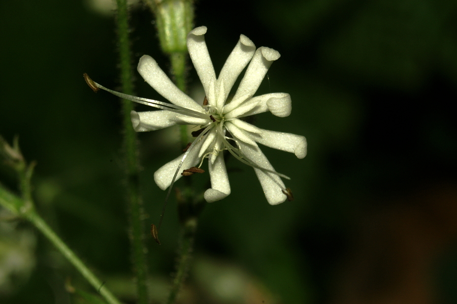 Kimasta lepnica (<i>Silene nutans ssp. nutans</i>), Polhov Gradec, 2008-06-01 (Foto: Benjamin Zwittnig)