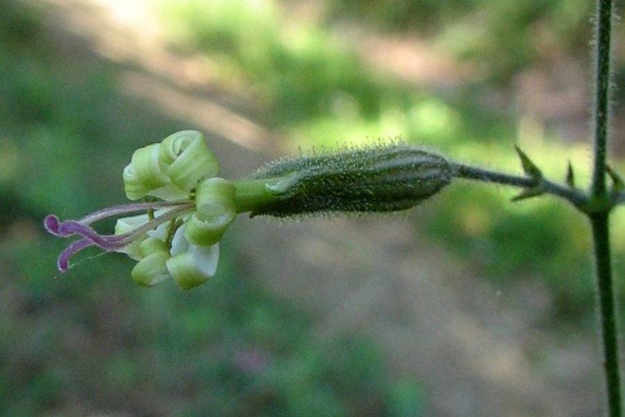 Zelenocvetna lepnica (<i>Silene viridiflora</i>), Bohor (Posavje), 2009-07-20 (Foto: Sonja Kostevc)