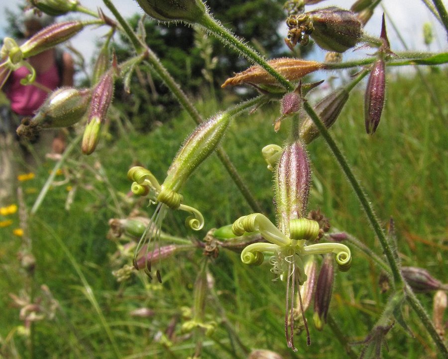 Zelenocvetna lepnica (<i>Silene viridiflora</i>), Porezen, 2010-07-07 (Foto: Boris Gaberšček)
