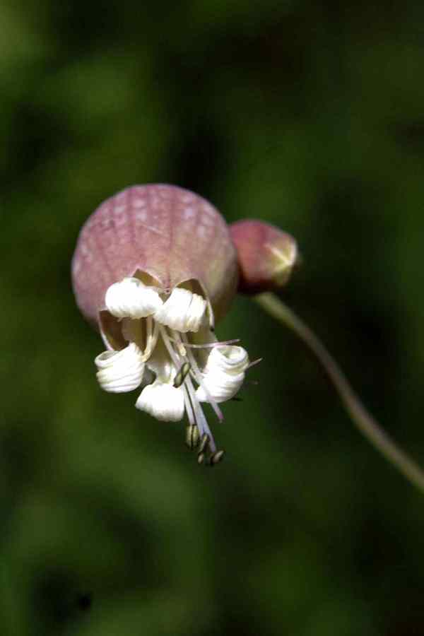 Navadna pokalica (<i>Silene vulgaris ssp. vulgaris</i>), Kal Koritnica, 2009-07-26 (Foto: Benjamin Zwittnig)