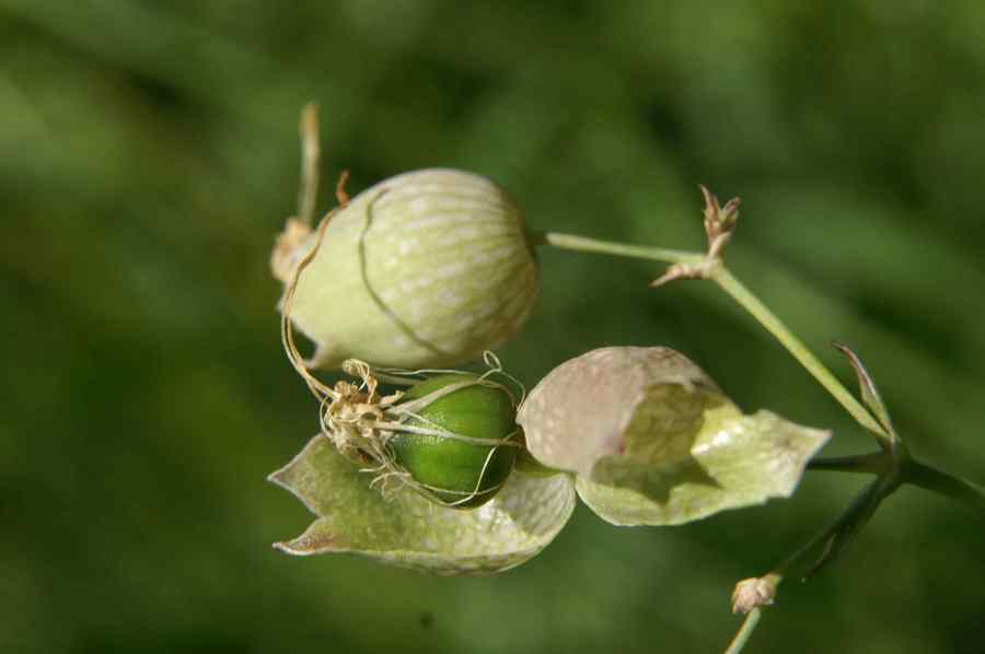 Navadna pokalica (<i>Silene vulgaris ssp. vulgaris</i>), Kal Koritnica, 2009-07-26 (Foto: Benjamin Zwittnig)