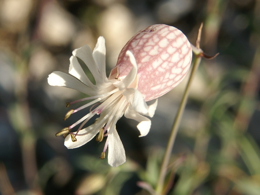 Navadna pokalica (<i>Silene vulgaris ssp. vulgaris</i>), Zelenica, 2009-08-02 (Foto: Benjamin Zwittnig)