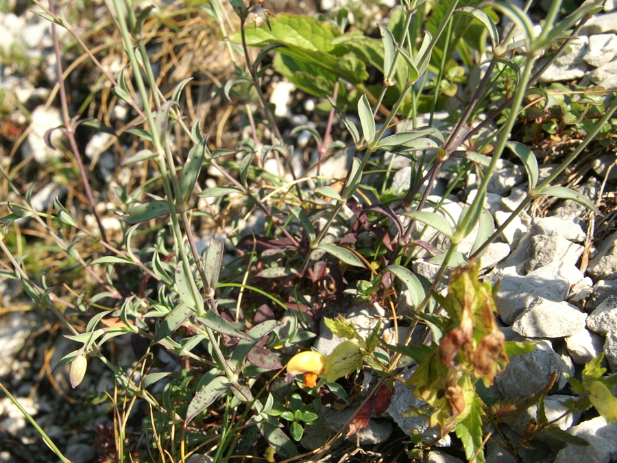 Navadna pokalica (<i>Silene vulgaris ssp. vulgaris</i>), Zelenica, 2009-08-02 (Foto: Benjamin Zwittnig)