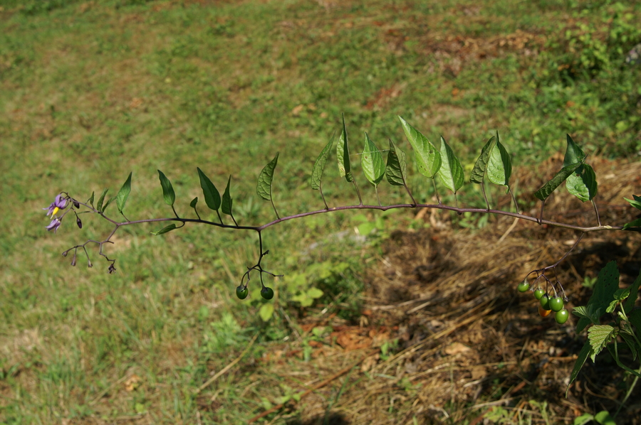 Grenkoslad (<i>Solanum dulcamara</i>), Podgozd (Žužemberk), 2008-07-05 (Foto: Benjamin Zwittnig)