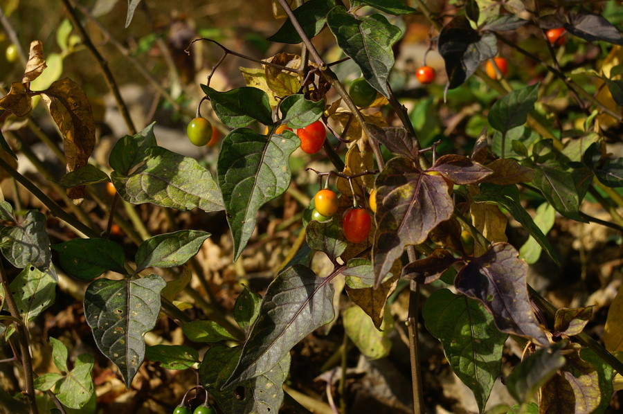Grenkoslad (<i>Solanum dulcamara</i>), Belo (G. Brda), 2006-10-30 (Foto: Benjamin Zwittnig)