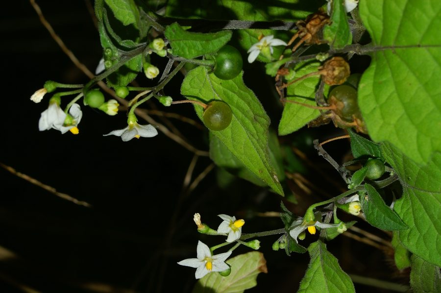 Pasje zelišče (<i>Solanum nigrum ssp. schultesii</i>), Breg (G. Brda), 2006-10-29 (Foto: Benjamin Zwittnig)