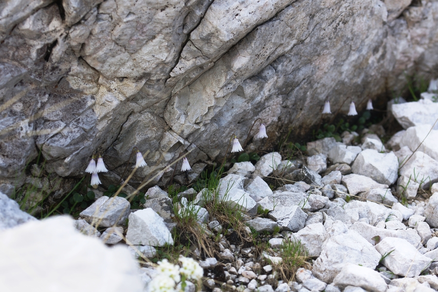 Najmanjši alpski zvonček (<i>Soldanella minima</i>), Krn, 2016-07-10 (Foto: Benjamin Zwittnig)