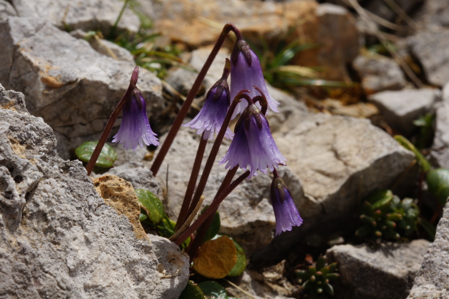 Pritlikavi alpski zvonček (<i>Soldanella pusilla</i>), Srebrno sedlo, 2015-06-06 (Foto: Benjamin Zwittnig)