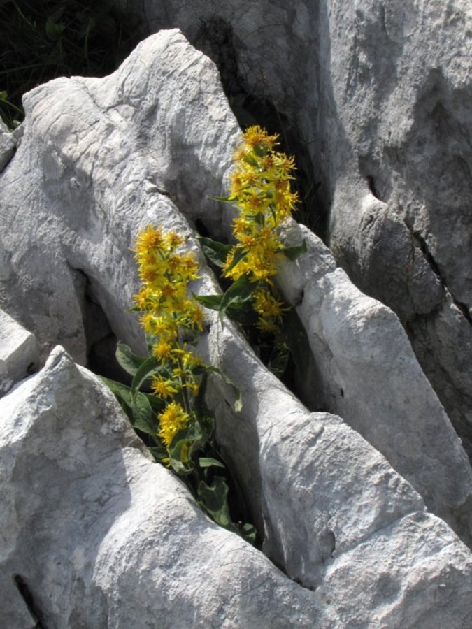 Planinska zlata rozga (<i>Solidago virgaurea ssp. minuta</i>), nad Lipanco, 2010-07-26 (Foto: Boris Gaberšček)