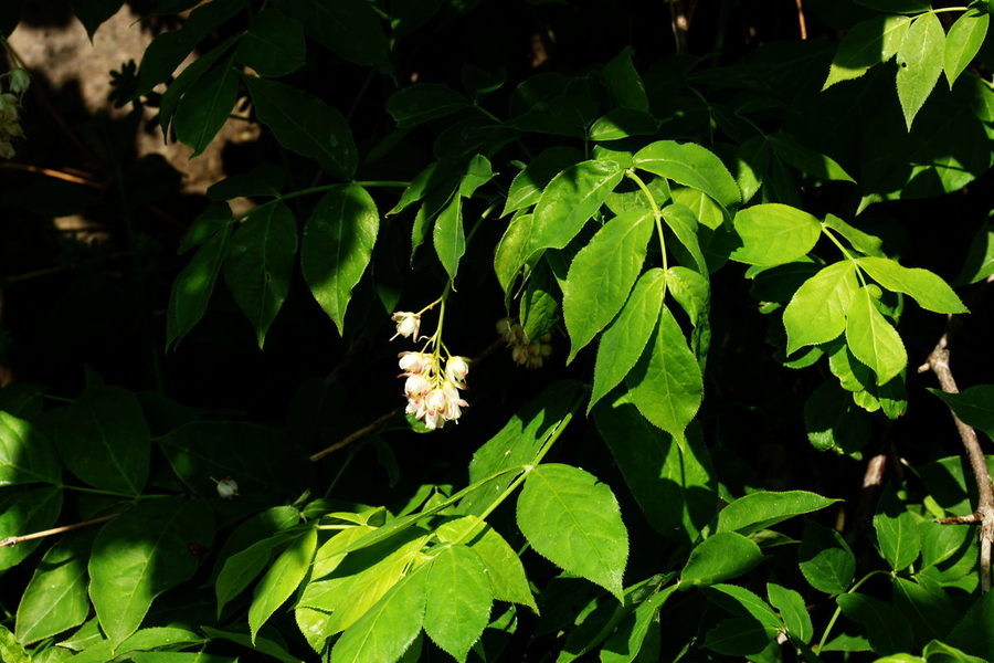 Navadni kloček (<i>Staphylea pinnata</i>), Hrušica (Kalce – Podkraj), 2015-05-17 (Foto: Benjamin Zwittnig)