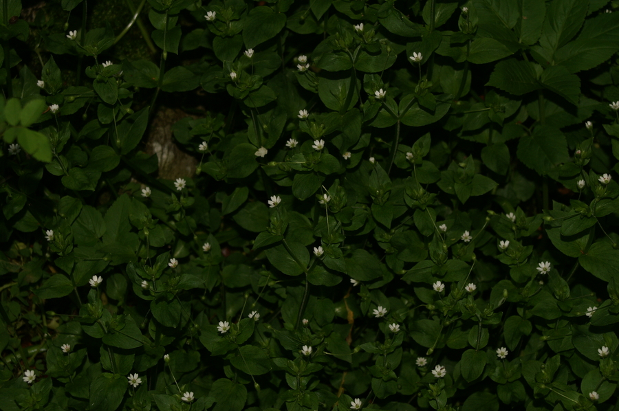 Prezrta zvezdica (<i>Stellaria neglecta</i>), Čolnišče, 2008-04-20 (Foto: Benjamin Zwittnig)