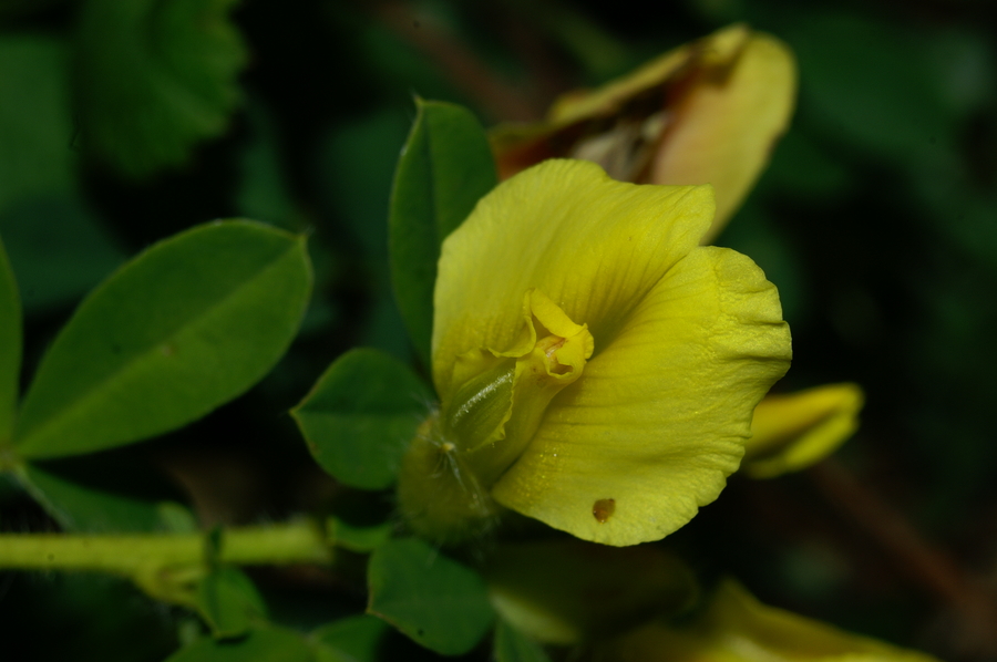 Rumenocvetna smiljkita (<i>Tetragonolobus maritimus</i>), 2006-10-14 (Foto: Benjamin Zwittnig)