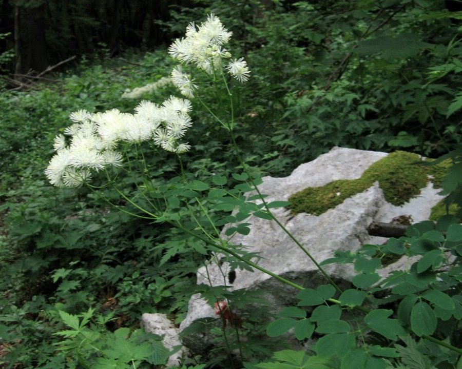 Orličnolistni talin (<i>Thalictrum aquilegiifolium</i>), Kobariški Stol, 2010-06-08 (Foto: Boris Gaberšček)