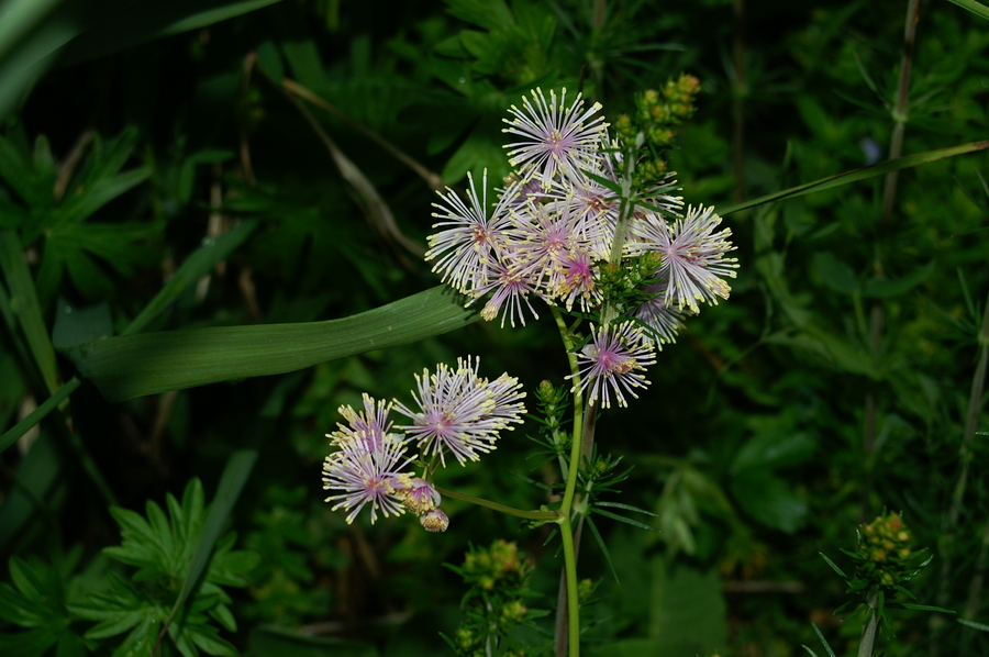 Orličnolistni talin (<i>Thalictrum aquilegiifolium</i>), Mrzlica, 2006-06-03 (Foto: Benjamin Zwittnig)