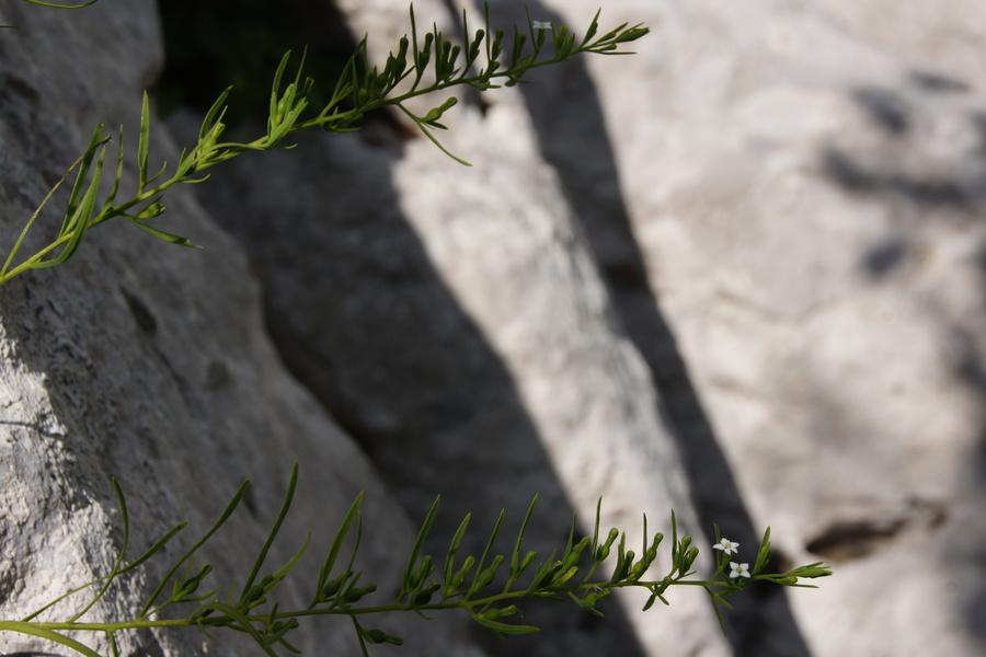Alpska lanika (<i>Thesium alpinum</i>), Ždrocle, 2015-07-04 (Foto: Benjamin Zwittnig)