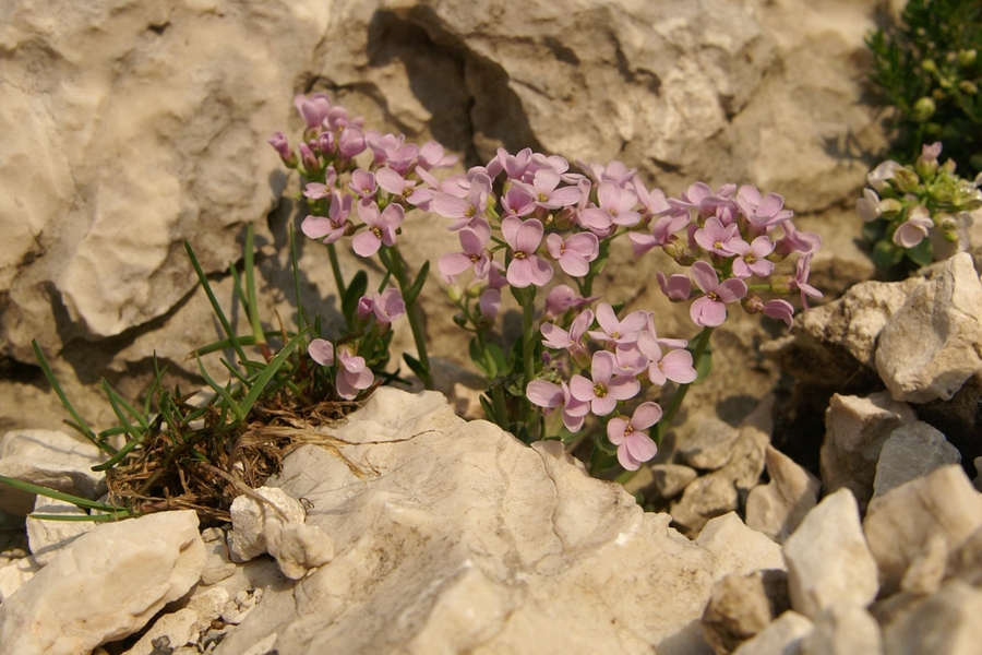 Okroglolistni mošnjak (<i>Thlaspi cepeaefolium ssp. rotundifolium</i>), vrh Plemenic (Triglav), 2009-08-01 (Foto: Benjamin Zwittnig)
