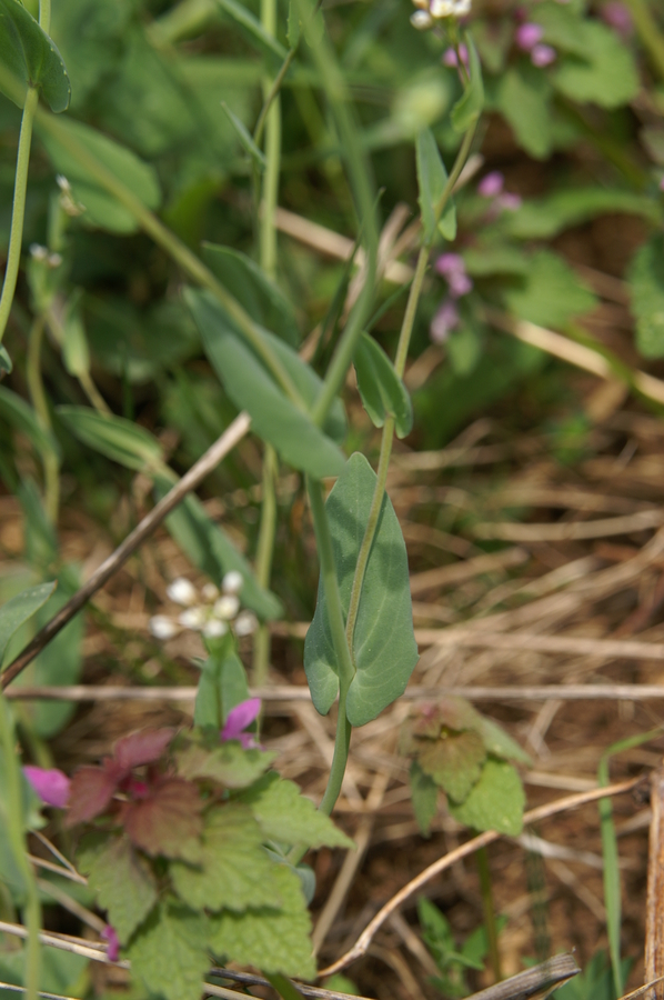 Prerasli mošnjak (<i>Thlaspi perfoliatum</i>), Setnica, 2009-04-26 (Foto: Benjamin Zwittnig)