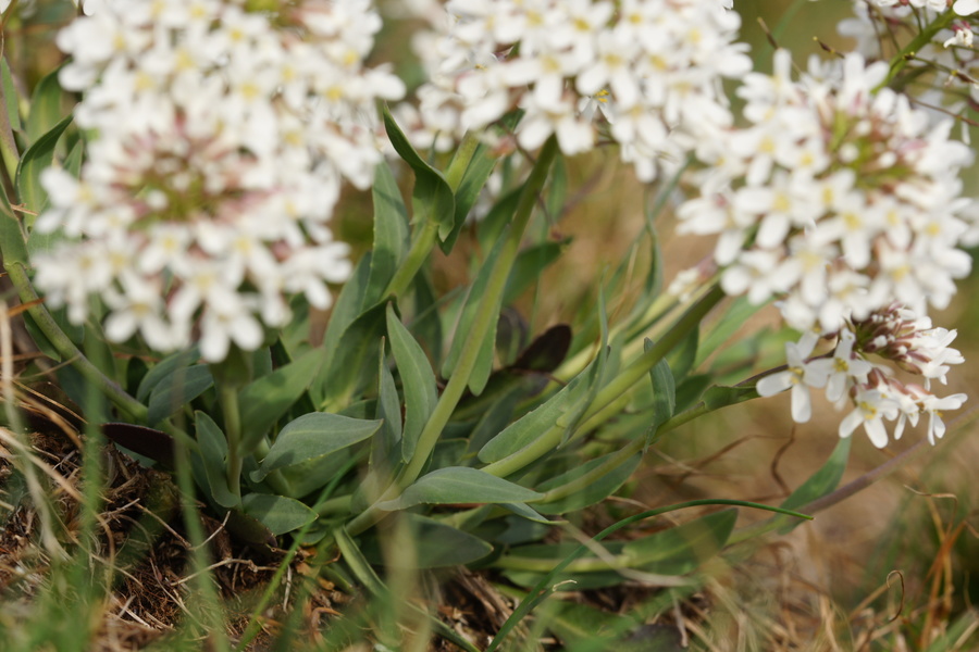 Prerasli mošnjak (<i>Thlaspi perfoliatum</i>), vznožje Nanosa, 2014-04-06 (Foto: Benjamin Zwittnig)