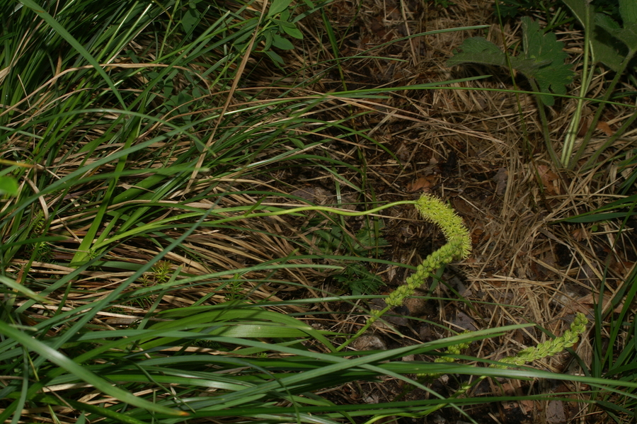 Navadna žiljka (<i>Tofieldia calyculata</i>), Kamniški vrh, 2007-06-13 (Foto: Benjamin Zwittnig)