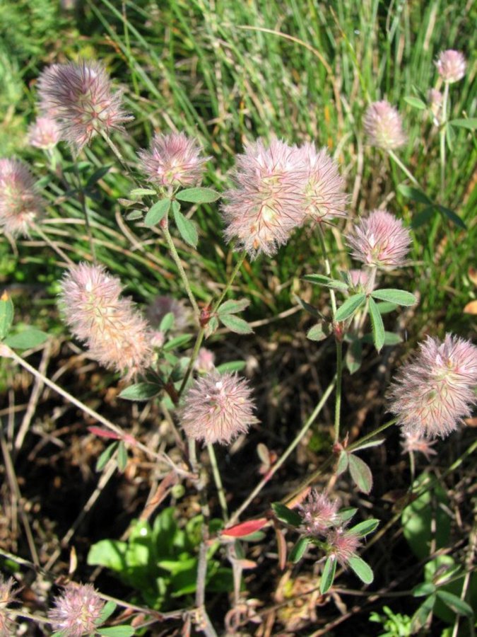 Njivska detelja (<i>Trifolium arvense</i>), Bohor, 2009-07-20 (Foto: Sonja Kostevc)