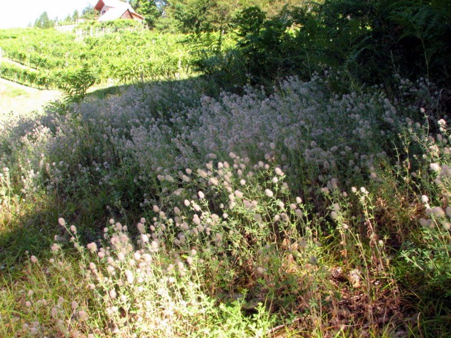 Njivska detelja (<i>Trifolium arvense</i>), Bohor, 2009-07-20 (Foto: Sonja Kostevc)