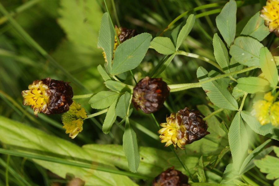 Kostanjevorjava detelja (<i>Trifolium badium</i>), Prehodavci, 2014-08-16 (Foto: Benjamin Zwittnig)